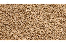 Курский солод пшеничный (Wheat), 1кг